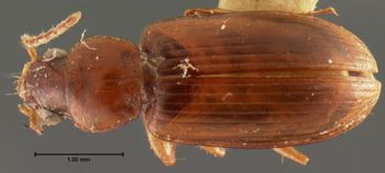 Media type: image;   Entomology 5941 Aspect: habitus dorsal view